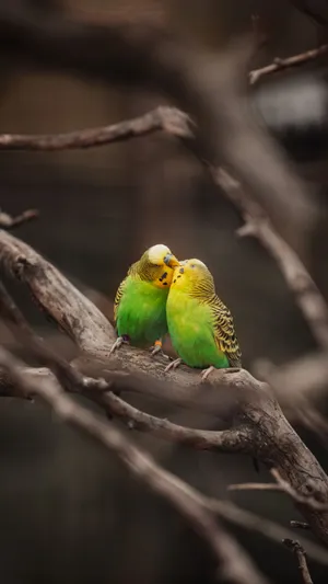 Parakeet Couple Bird Iphone Wallpaper