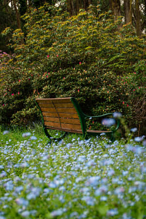 Park Bench Blue Flowers Phone Wallpaper