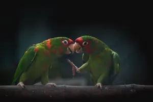 Parrot_ Conversation_ Moment.jpg Wallpaper