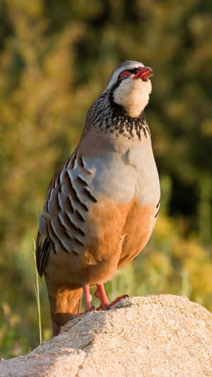 Partridge Sunlit Perch.jpg Wallpaper