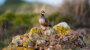 Partridgeon Rocky Outcrop Wallpaper