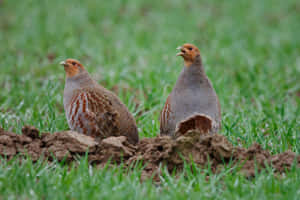 Partridgesin Grassland Wallpaper