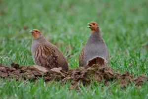 Partridgesin Grassland Wallpaper