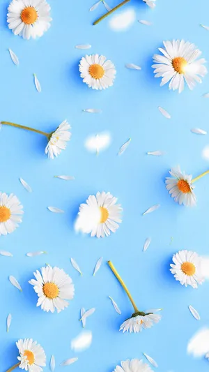 Pastel Blue Spring Daisy Iphone Wallpaper