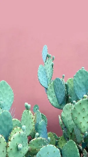 Pastel Cactus On Pink Wall Mobile Wallpaper