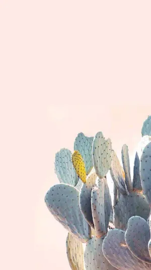 Pastel Cactus Pink Wall Aesthetic Mobile Wallpaper