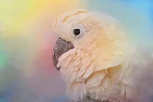 Pastel Cockatoo Portrait Wallpaper
