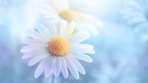 Pastel Daisy Dreamscape Wallpaper