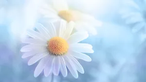 Pastel Daisy Dreamscape Wallpaper