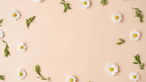 Pastel_ Daisy_ Pattern_ Background Wallpaper