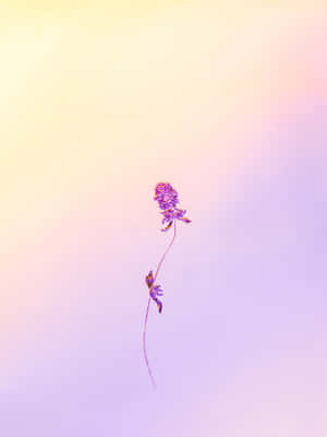 Pastel Gradient Solitude Flower Wallpaper