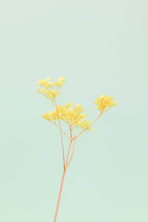 Pastel Iphone Yellow Green Flower Wallpaper