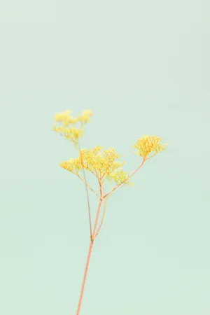Pastel Iphone Yellow Green Flower Wallpaper