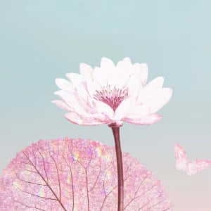 Pastel Lotusand Butterfly Wallpaper