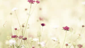 Pastel Meadow Wildflowers.jpg Wallpaper