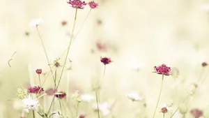 Pastel Meadow Wildflowers.jpg Wallpaper