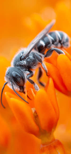 Pastel Orange Bee On Flowers Wallpaper