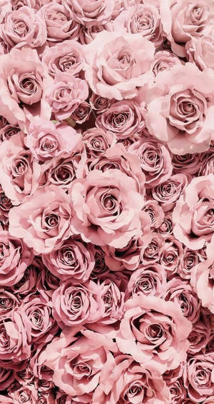 Pastel Pink Roses Background Wallpaper