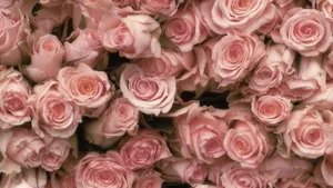 Pastel Pink Roses Wallpaper