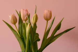 Pastel Pink Tulips Bouquet Wallpaper