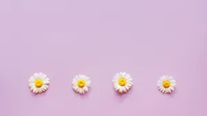 Pastel Purple Daisy Row Wallpaper