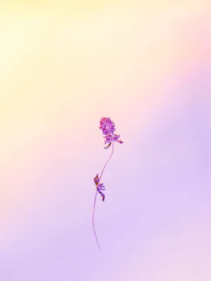 Pastel Purple Flower Simplicity Wallpaper