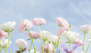 Pastel Ranunculus Field Sky Background Wallpaper