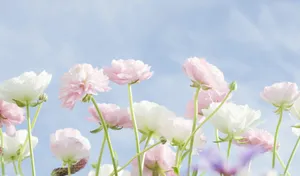 Pastel Ranunculus Field Sky Background Wallpaper
