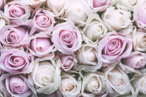 Pastel Rose Bouquet Background Wallpaper