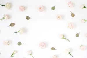 Pastel Roses Scatteredon White Background Wallpaper