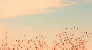Pastel Skyand Dry Plants Wallpaper