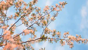 Pastel Spring Blossoms Wallpaper