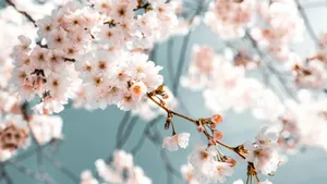 Pastel Spring Blossoms Wallpaper