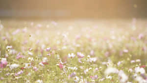 Pastel Spring Flower Field Wallpaper
