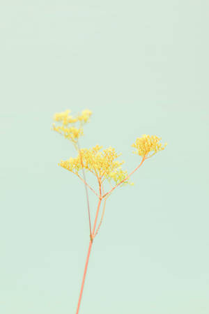 Pastel Yellow Aesthetic With Flower Wallpaper