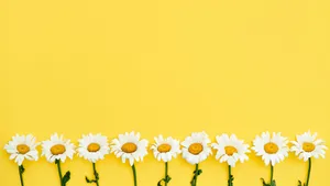 Pastel Yellow Backgroundwith White Daisies Wallpaper