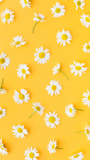 Pastel Yellow Daisy Pattern Wallpaper