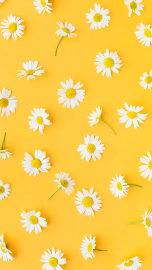 Pastel Yellow Daisy Pattern Wallpaper