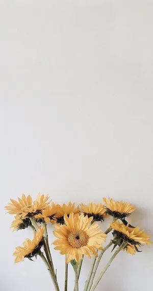 Pastel Yellow Sunflowers Minimalist Aesthetic.jpg Wallpaper