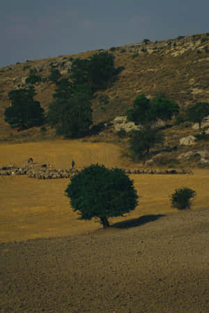 Pastoral_ Hillside_with_ Solitary_ Tree Wallpaper