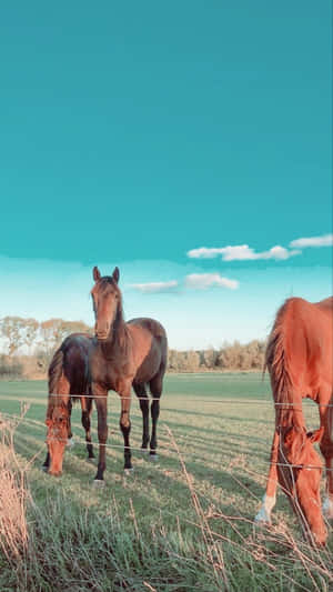 Pastoral_ Horses_ Grazing_ Field.jpg Wallpaper