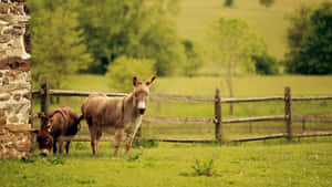 Pastoral Scenewith Donkeys Wallpaper