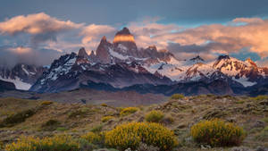 Patagonia Fields With Yellow Flower Shrubs Wallpaper