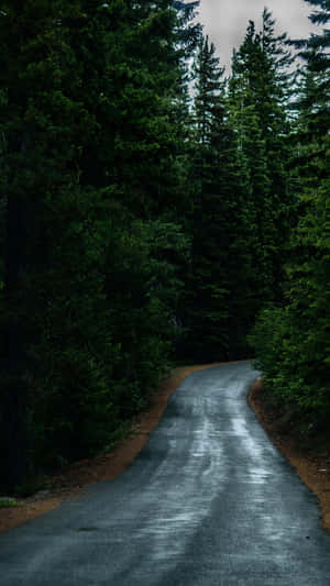 Path After Rain In A Dark Forest Wallpaper