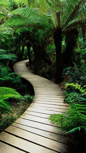 Path In A Greenery Garden Wallpaper