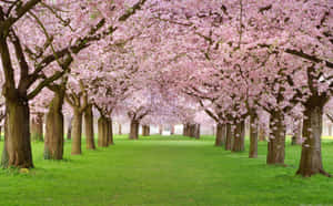 Path Lined With Pink Trees Wallpaper