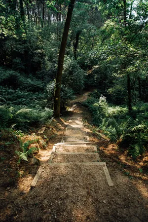 Pathway To Forest Greenery Wallpaper