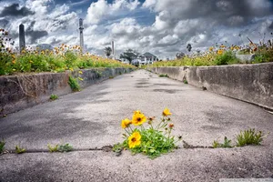 Pathway To Heaven Wallpaper