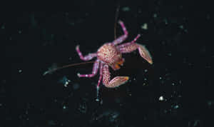 Patterned Pink Crustaceanin Dark Waters.jpg Wallpaper