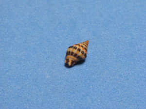 Patterned Seashellon Blue Background Wallpaper